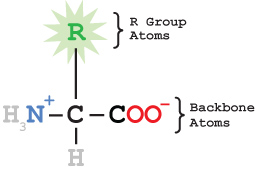 Amino Acid Structure