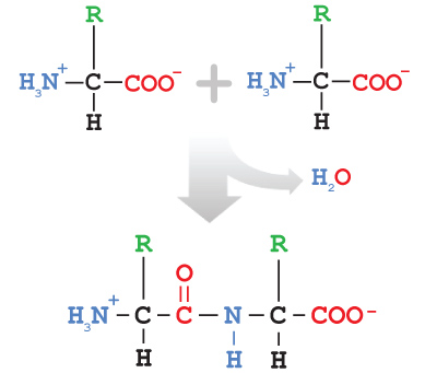 Peptide Bond