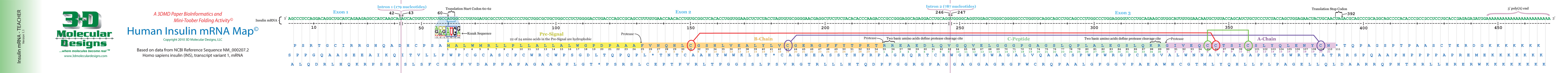 map of insulin mRNA